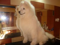 /album/lara-kisallat-kozmetika/cid-kissebb1-jpg/